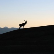 Watching for wildlife: Animal encounters in northern BC