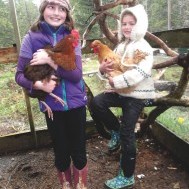 Backyard Chickens: Community Coop-keeping coming into its own?