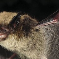 Bats in Winter:  Volunteers help monitor sub-zero flying mammals