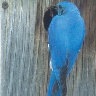 Building a home for bluebirds to roam