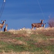 Deer! Oh Dear!  Gardening among large herbivores