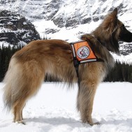 A nose in the snow:  How avalanche dogs are making the  northern backcountry safer