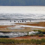 Don’t Mess with the Estuary: Skeena mouth threatened by development near and far