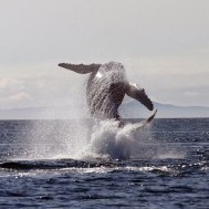 Citizenship for Whales?