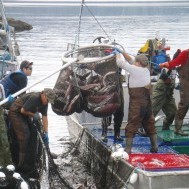 The Salmon Cycle: Keeping Salmon sustainable and close to home