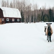 The Barn