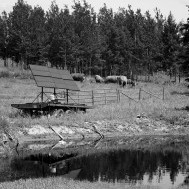 Cows vs. Frogs:  Fort Fraser Ranch promotes amphibian biodiversity