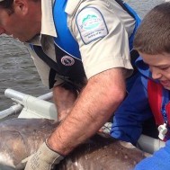 Hope for the Nechako Sturgeon