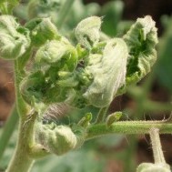 Mean Manure & Killer Compost: Grazon after-effects in the Bulkley Valley