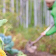 Winterizing northern gardens:  Pull ’em out, turn ’em over, tuck ’em in.