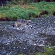 Camping with Wolves on Porcher Island