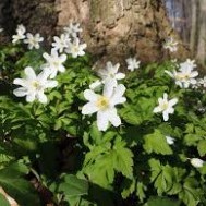 Wood Anemone - Paint Swatch Contest Second Place